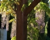 nougayrede-bas-pink-wisteria